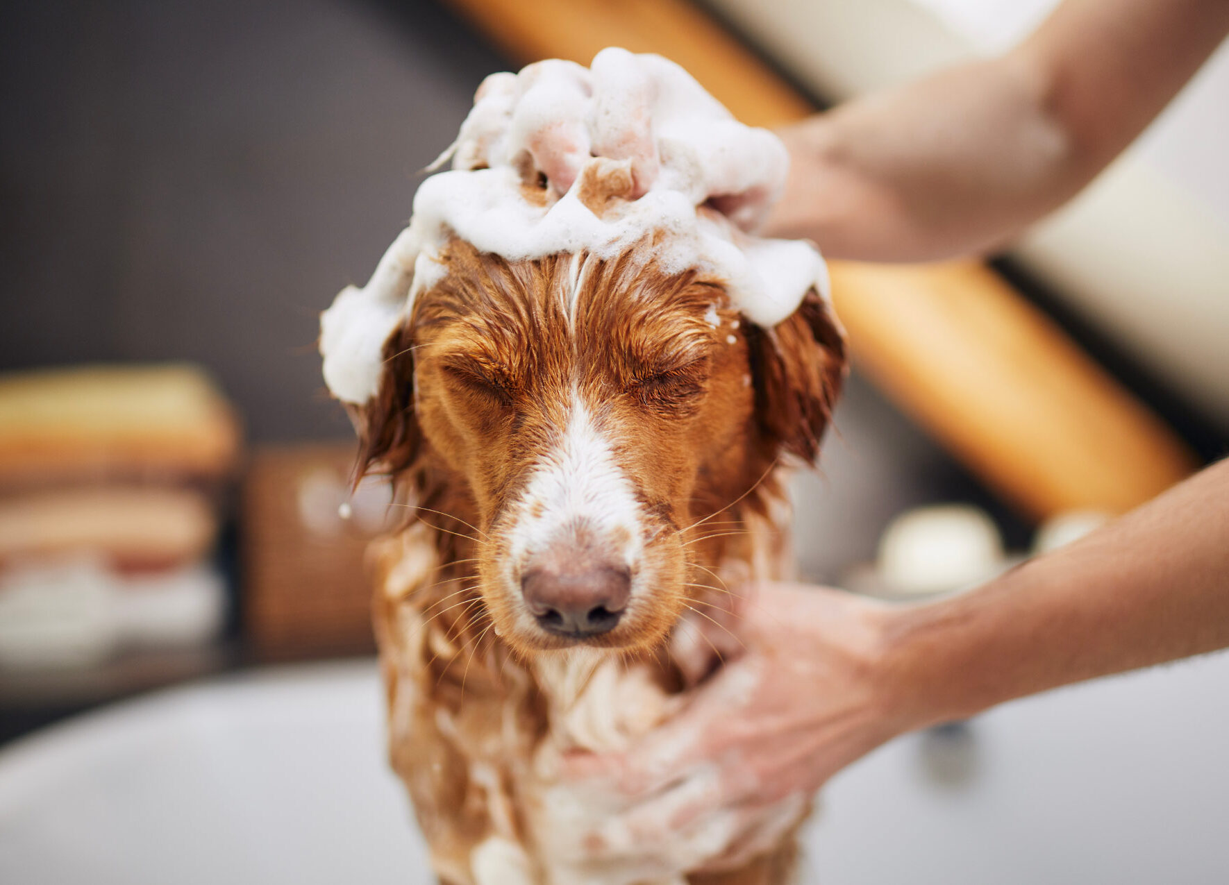 Dog being bathed, eyes closed, covered in soap suds